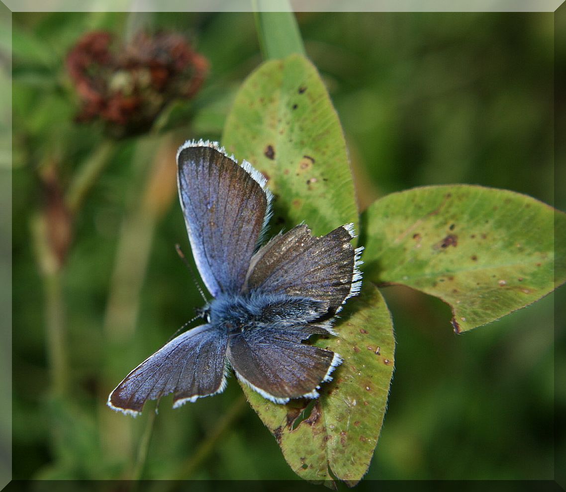 farfalla blu